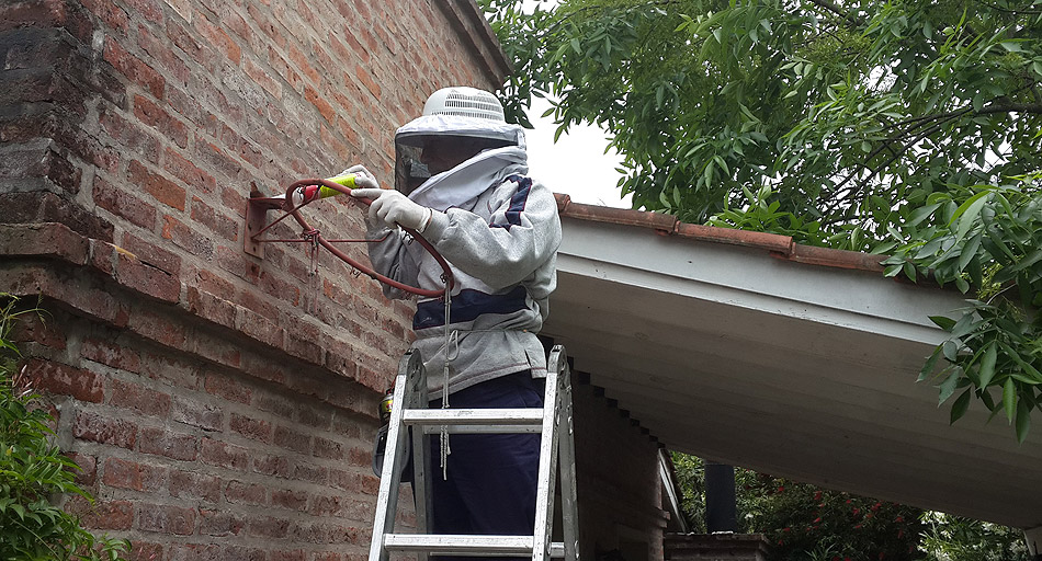 Desinsectacion de abejas y avispas - Salud - Control de urbanas