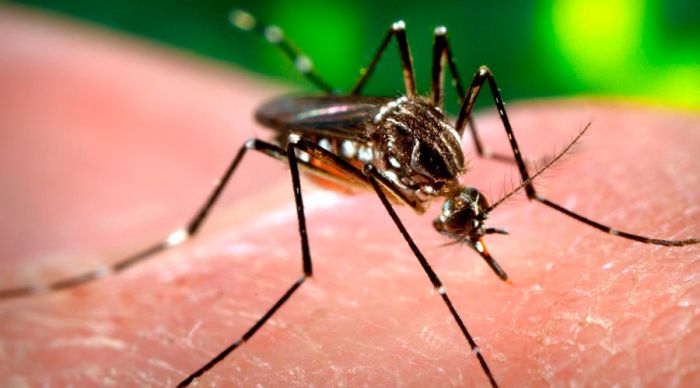 Información general del Dengue y medidas para su prevención