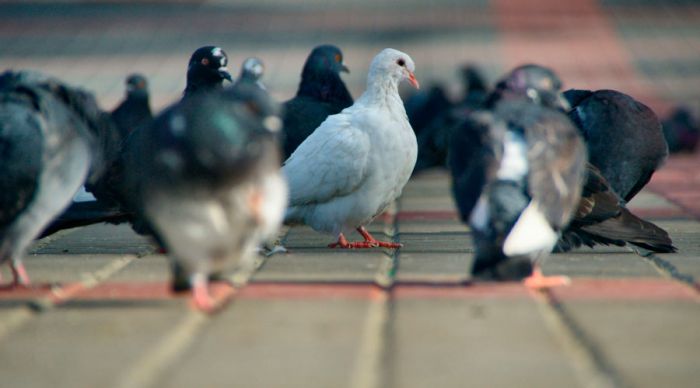 Informe Técnico sobre las Palomas y su impacto Ambiental