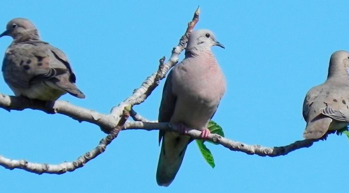 La Paloma Torcaza…un gran problema urbano 