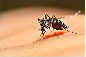 La vacuna contra el Dengue avanza en Latinoamerica