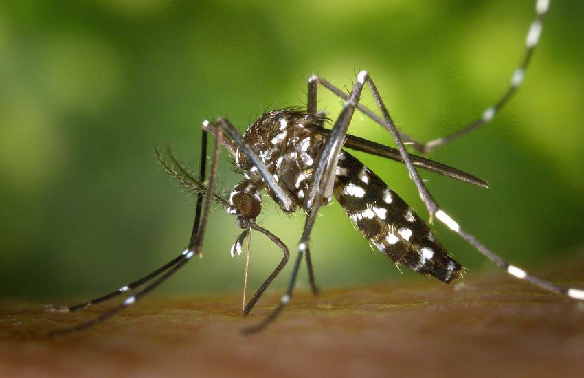 Nuevas estrategias de control del mosquito: Mosquitos vacunados