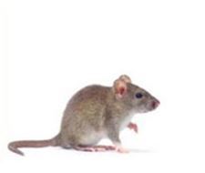 Prevención de la infestación de roedores