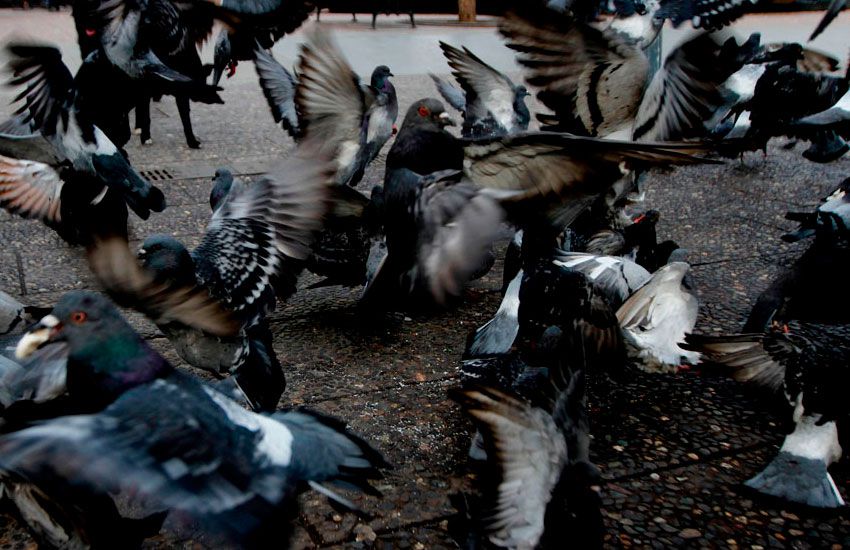 Uso de alimentos esterilizantes para el control de palomas