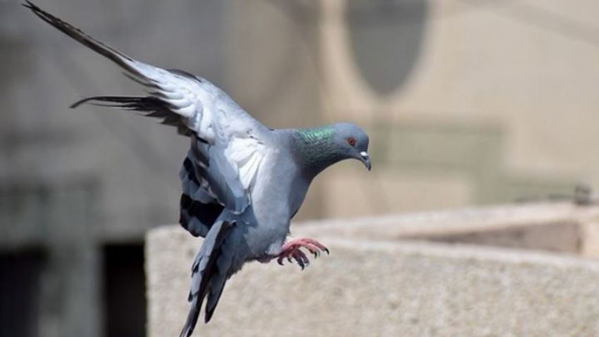 Uso de alimentos esterilizantes para el control de palomas