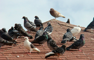 Control de palomas