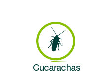 Cucarachas