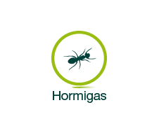 Hormigas