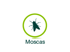 Moscas