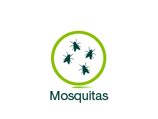 Mosquitas