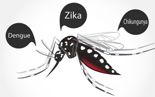 Fumigación de mosquitos ( Dengue, Zika y Chikungunya )